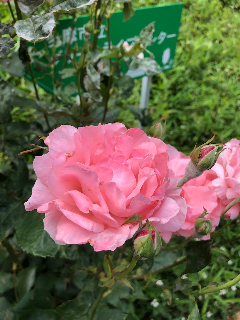 f:id:gokryu:20190601095634j:image