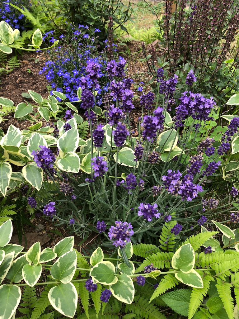 f:id:gokryu:20190601095640j:image