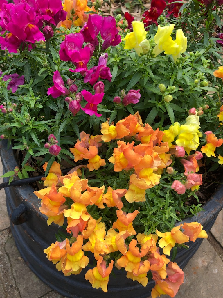 f:id:gokryu:20190601095643j:image