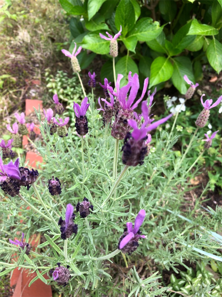 f:id:gokryu:20190601095651j:image