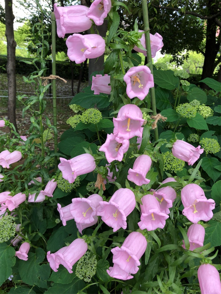 f:id:gokryu:20190601095658j:image