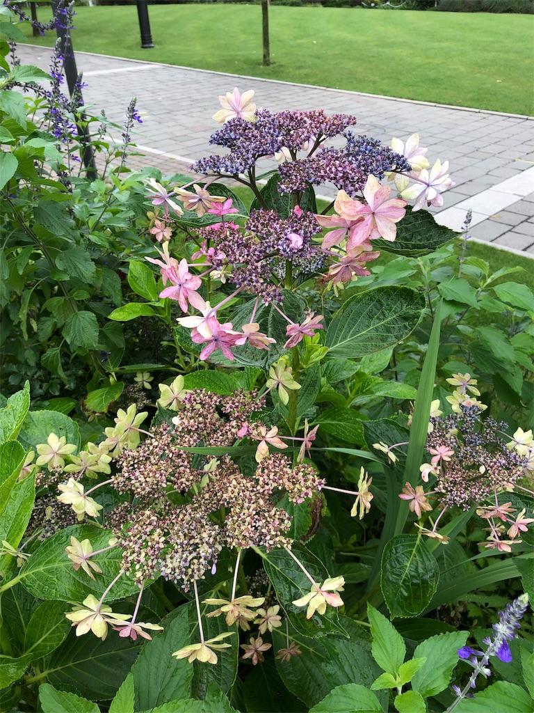 f:id:gokryu:20190709220806j:image f:id:gokryu:20190709220806j:image