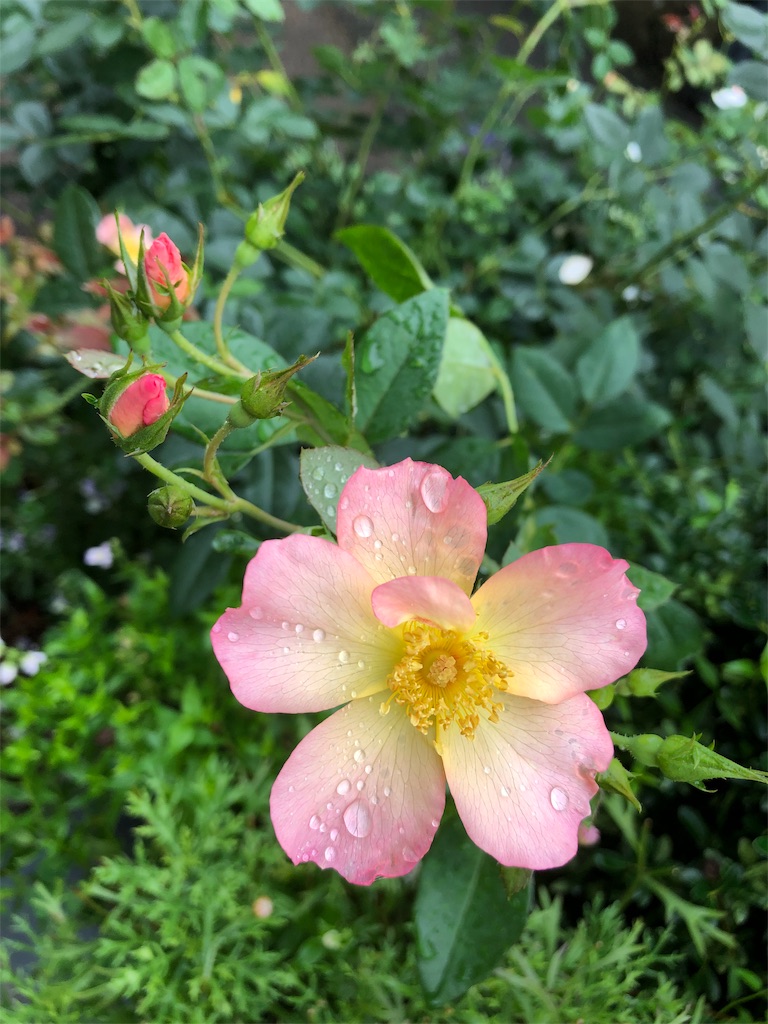 f:id:gokryu:20190709220826j:image f:id:gokryu:20190709220826j:image