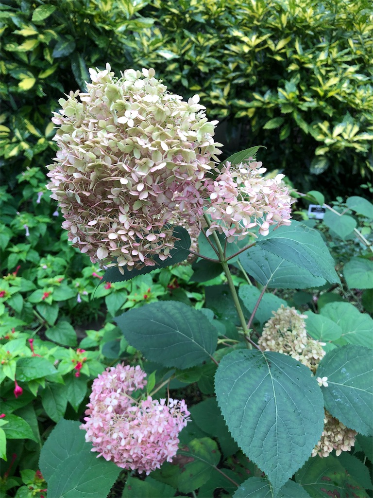 f:id:gokryu:20190709220932j:image f:id:gokryu:20190709220932j:image