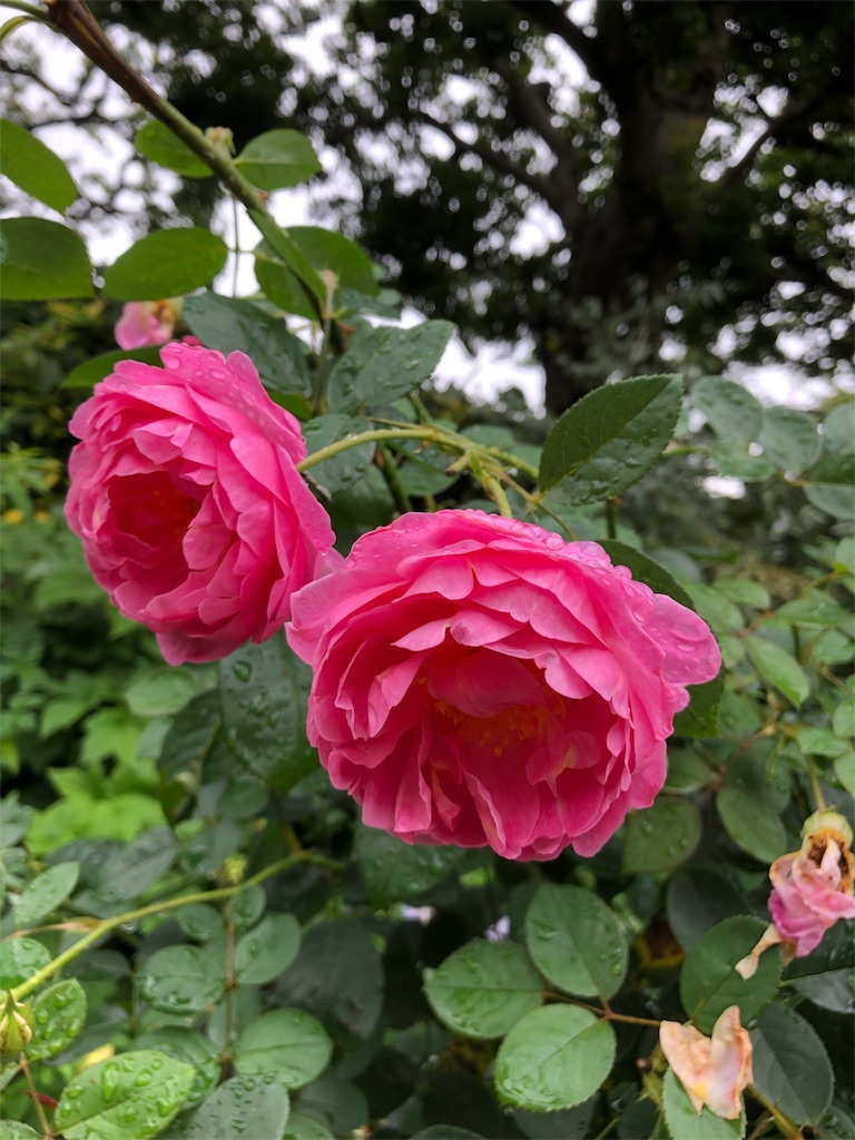 f:id:gokryu:20190709220943j:image f:id:gokryu:20190709220943j:image