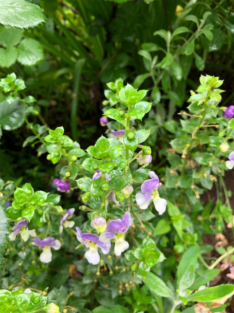 f:id:gokryu:20190709220953j:image f:id:gokryu:20190709220953j:image