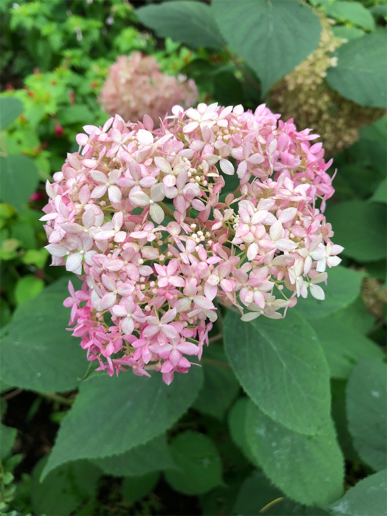 f:id:gokryu:20190709221022j:image f:id:gokryu:20190709221022j:image