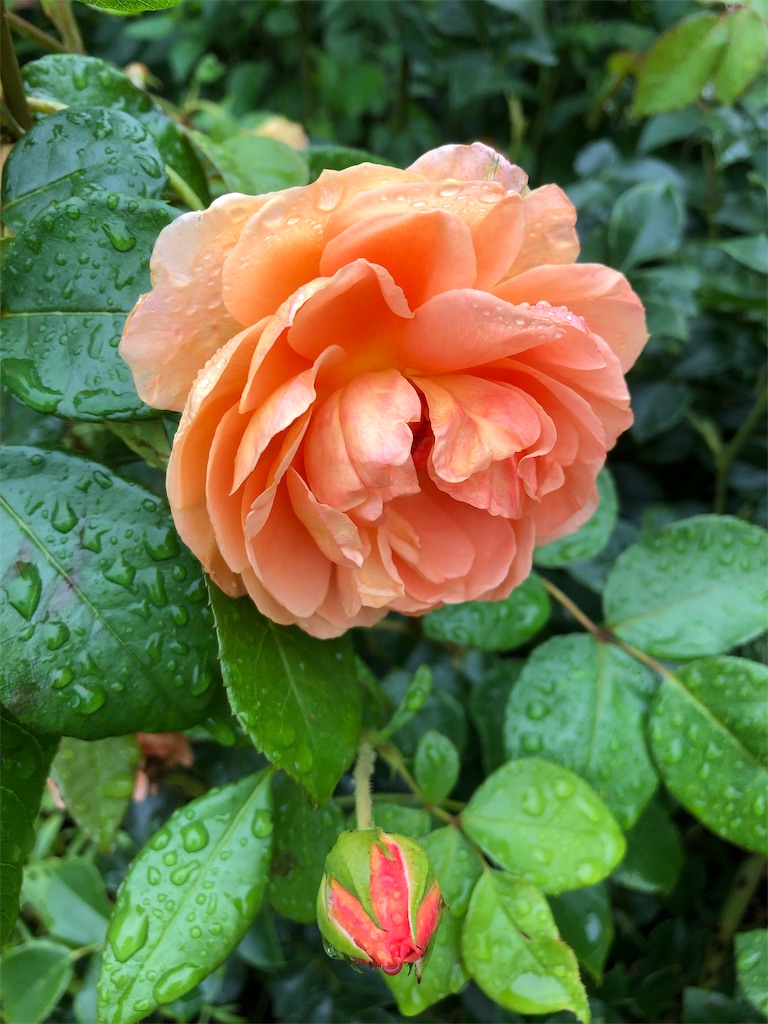 f:id:gokryu:20190709221025j:image f:id:gokryu:20190709221025j:image