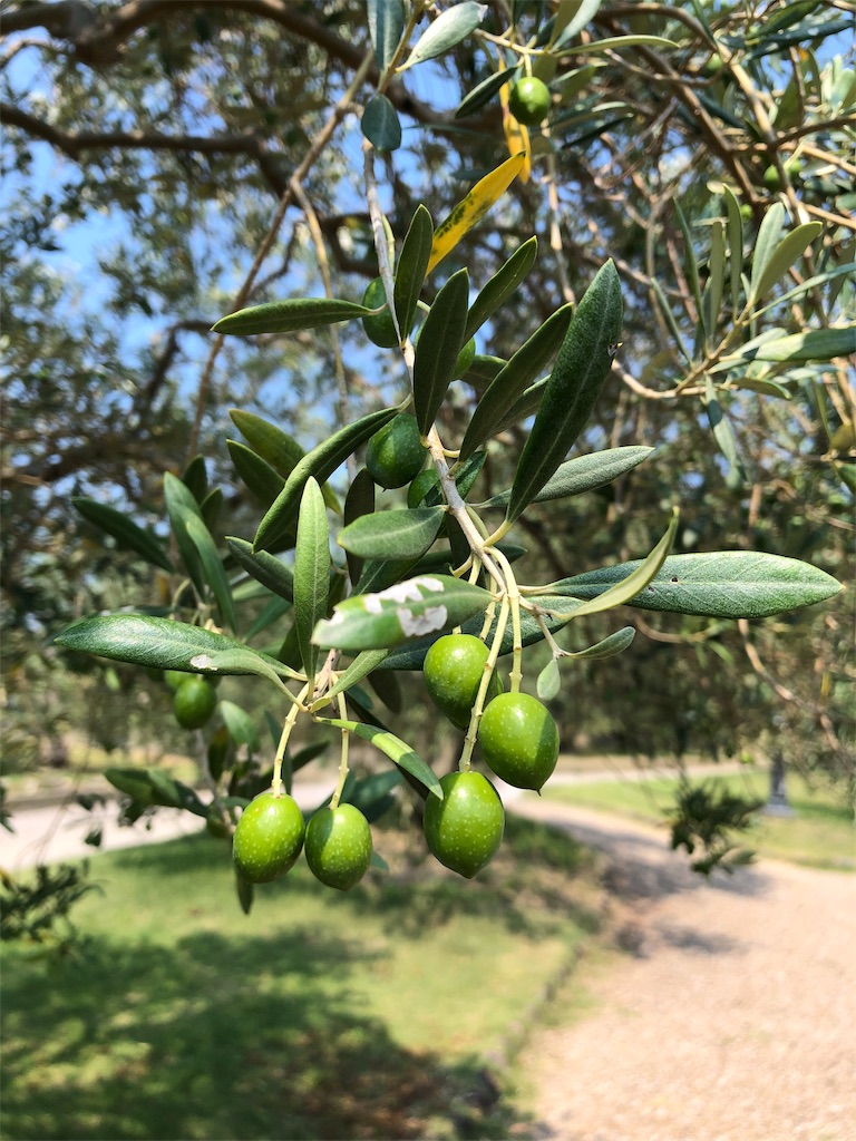 f:id:gokryu:20190802142445j:image