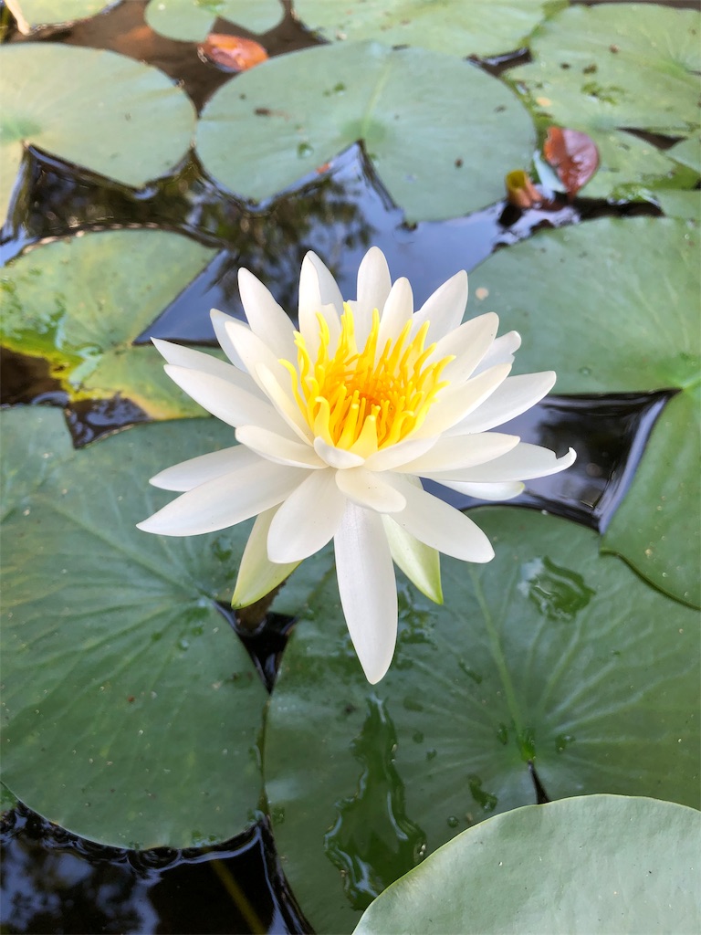 f:id:gokryu:20190809231059j:image