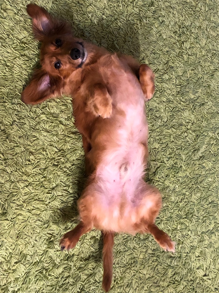 f:id:gokryu:20190829213020j:image