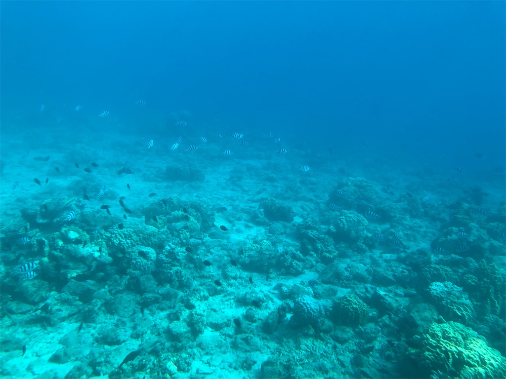 f:id:gokryu:20191230221533j:image