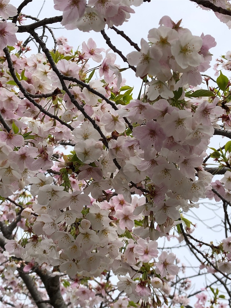 f:id:gokryu:20200330215725j:image