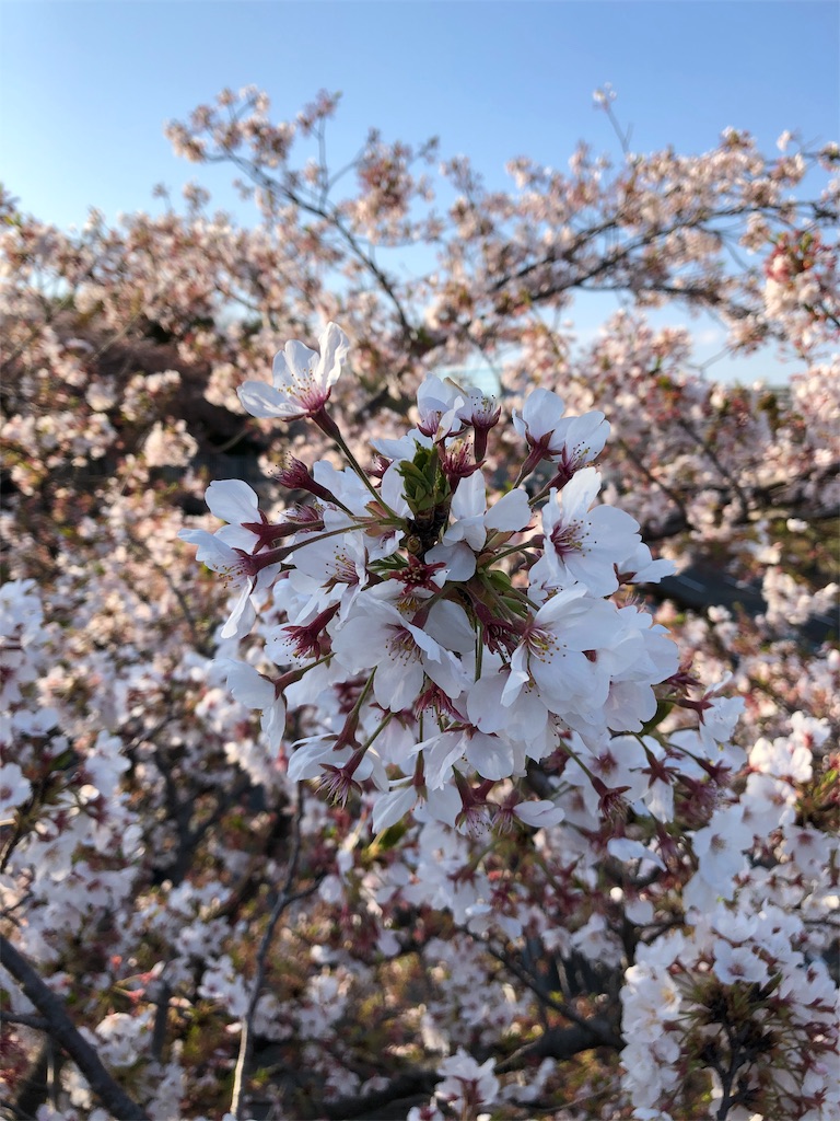 f:id:gokryu:20200406183922j:image