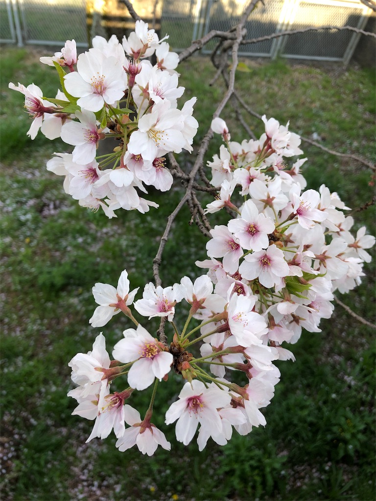 f:id:gokryu:20200406183925j:image