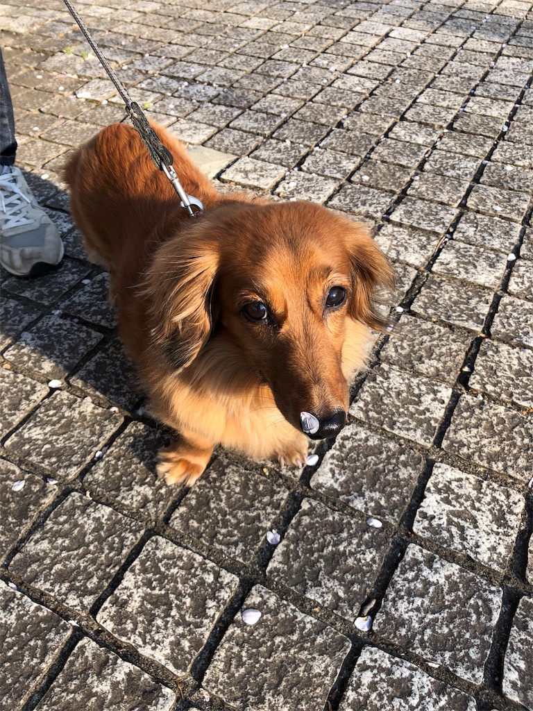 f:id:gokryu:20200406183939j:image