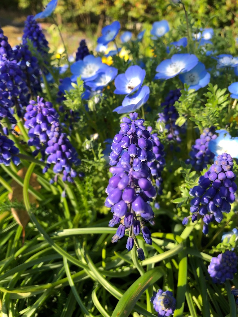 f:id:gokryu:20200406183942j:image