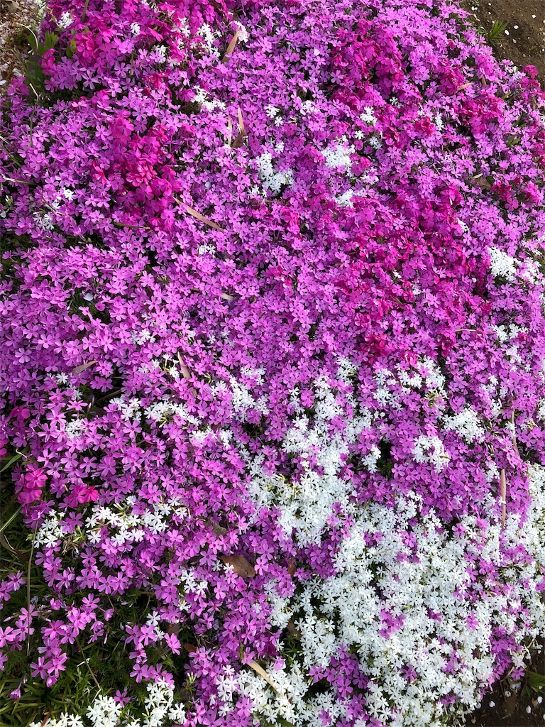 f:id:gokryu:20200407215818j:image