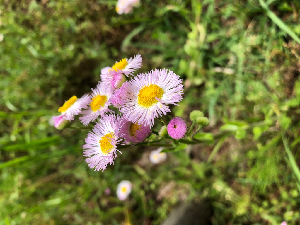 f:id:gokryu:20200509213913j:image