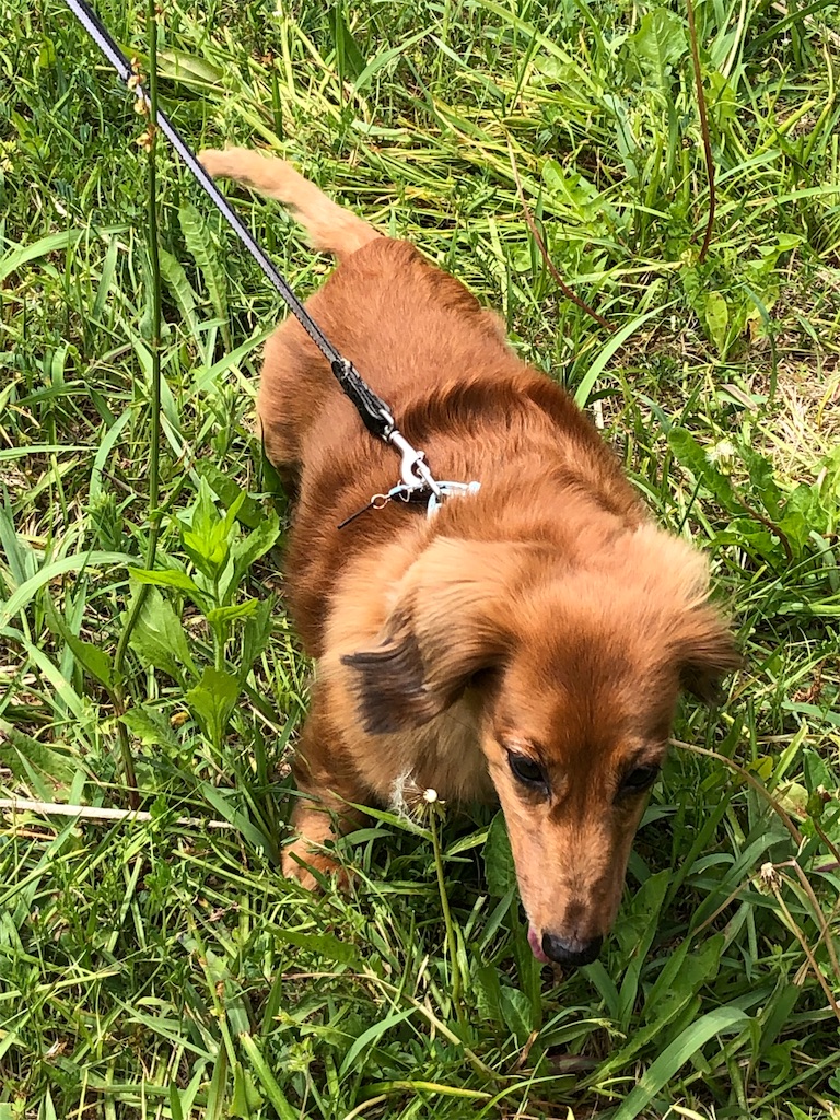 f:id:gokryu:20200509213917j:image