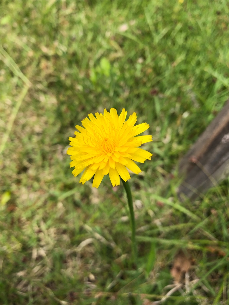 f:id:gokryu:20200509213919j:image