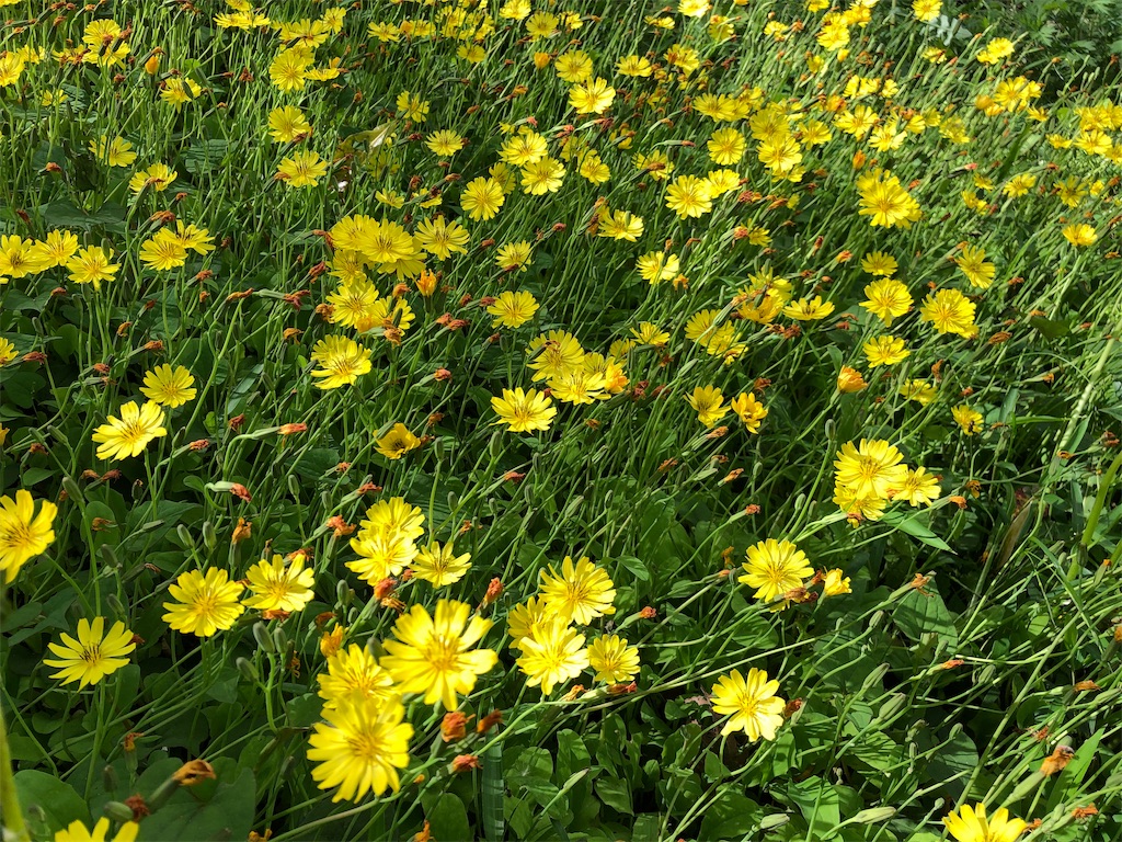 f:id:gokryu:20200514231557j:image