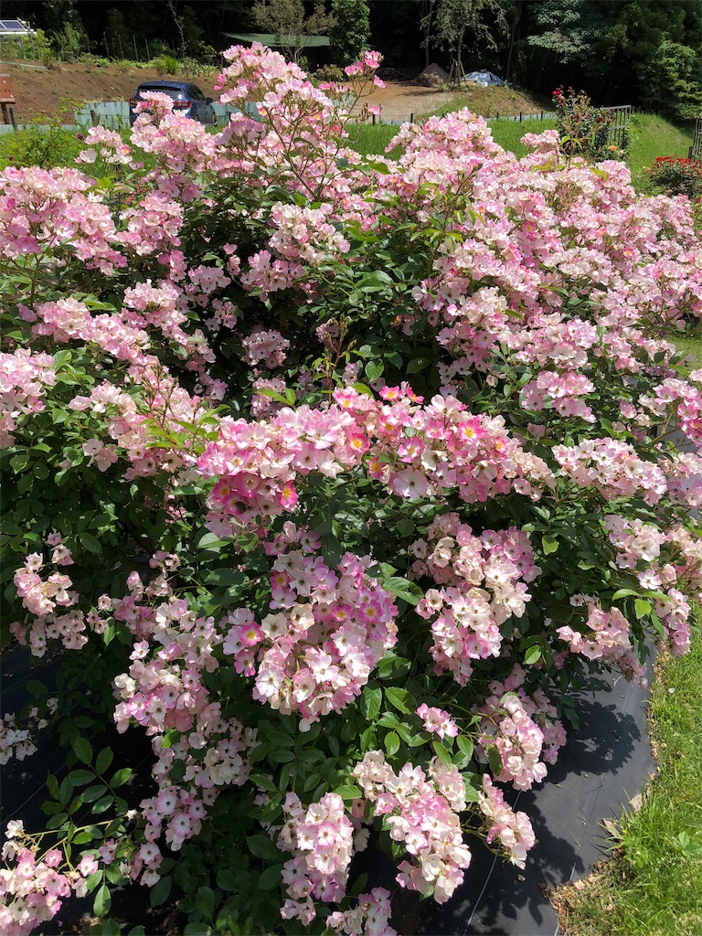 f:id:gokryu:20200602220236j:image