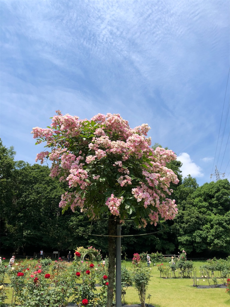 f:id:gokryu:20200602220240j:image