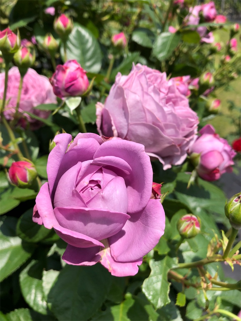 f:id:gokryu:20200602220248j:image