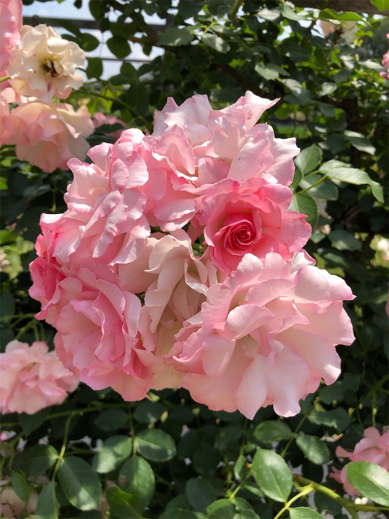 f:id:gokryu:20200602220252j:image