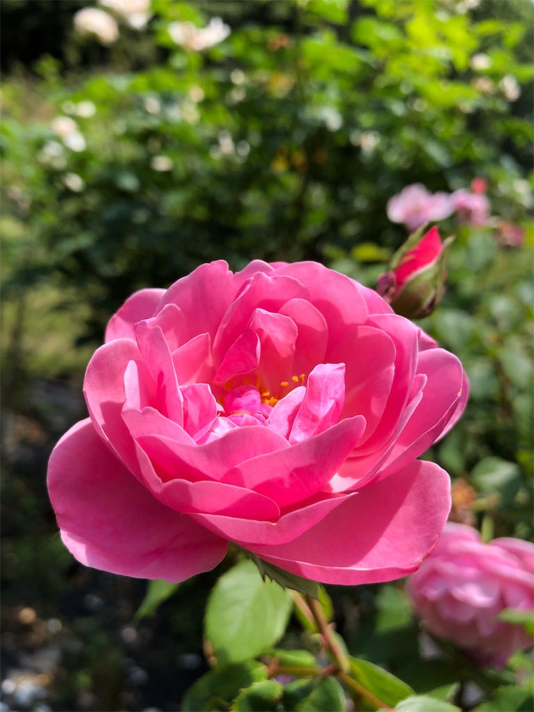 f:id:gokryu:20200602220255j:image