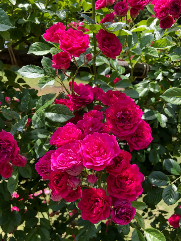 f:id:gokryu:20200602220327j:image