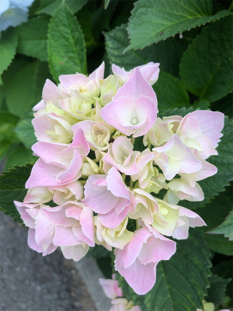 f:id:gokryu:20200608220545j:image