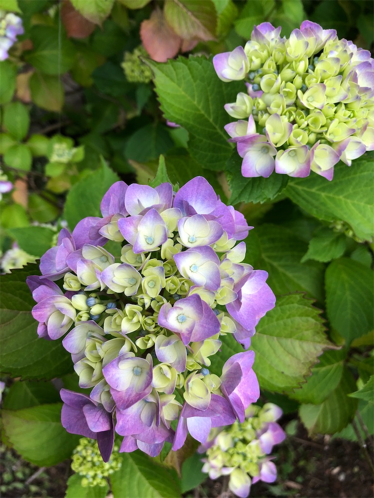 f:id:gokryu:20200608220558j:image