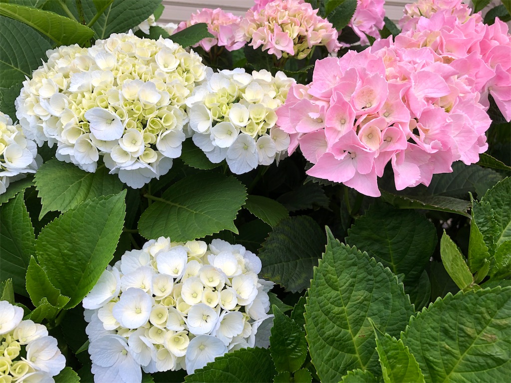 f:id:gokryu:20200608220606j:image