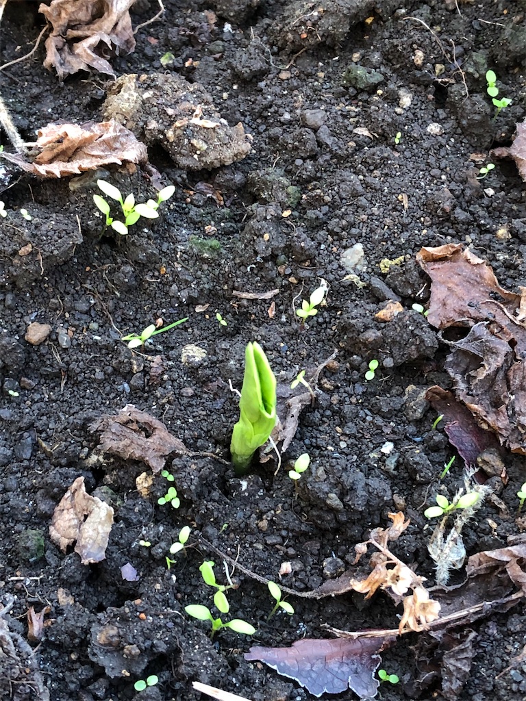 f:id:gokryu:20201125215424j:image