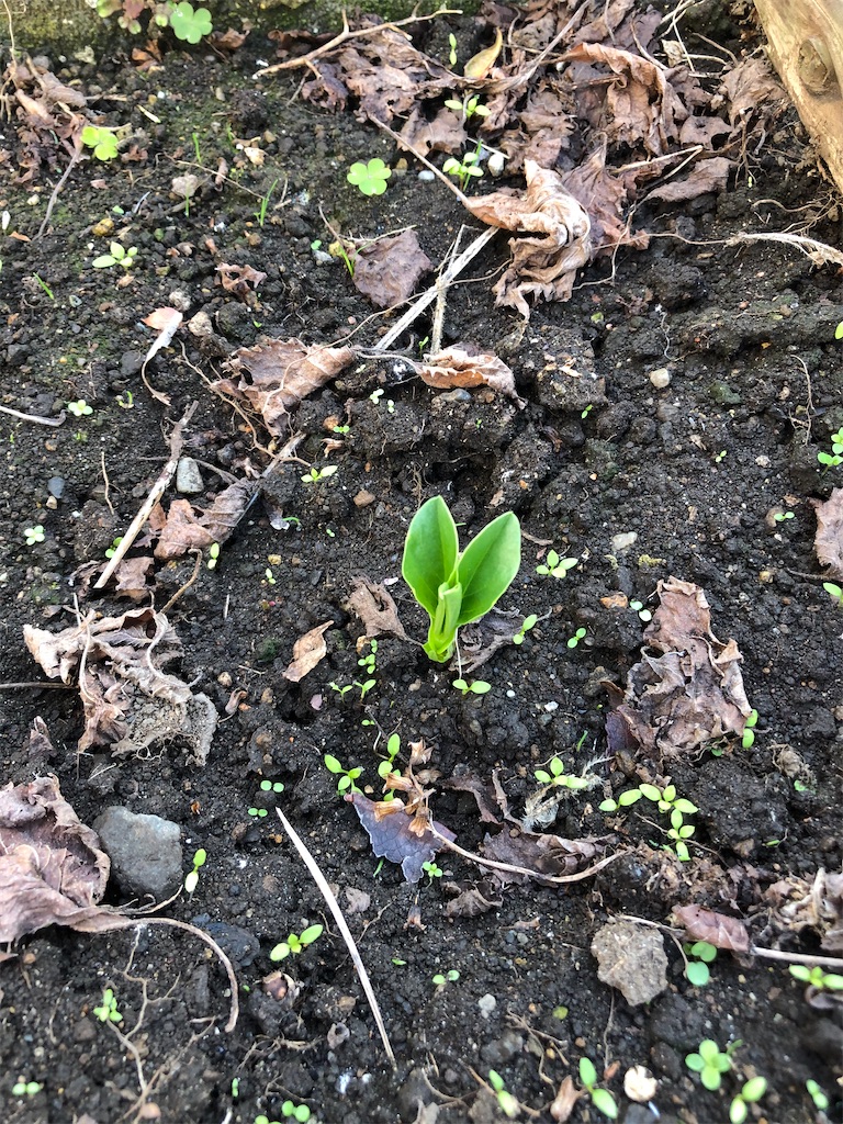 f:id:gokryu:20201125215430j:image