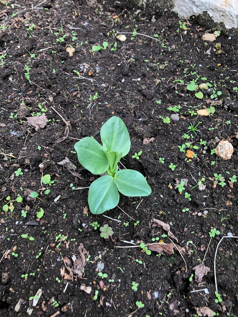 f:id:gokryu:20201125215629j:image