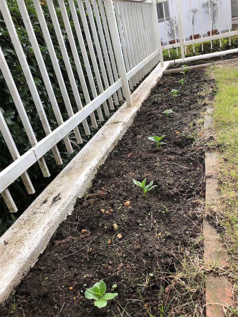 f:id:gokryu:20201125215800j:image