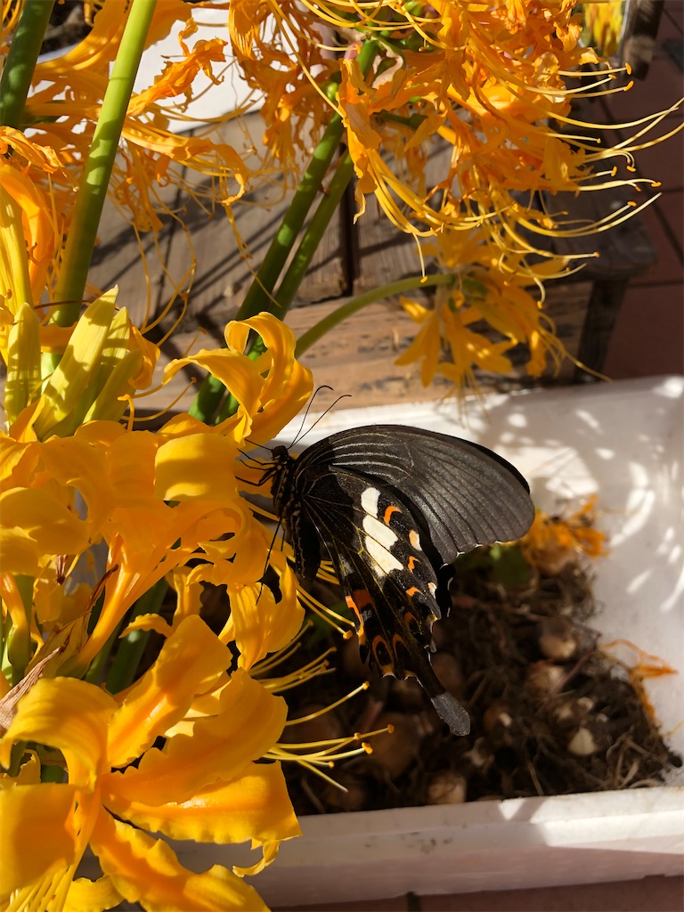 f:id:gokryu:20210129153726j:image f:id:gokryu:20210129153726j:image