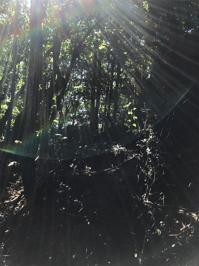 f:id:gokryu:20210129154338j:image f:id:gokryu:20210129154338j:image