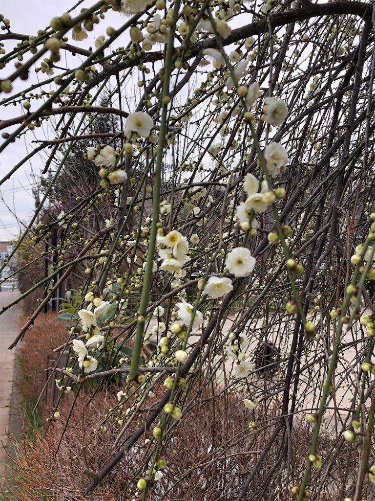 f:id:gokryu:20210213154730j:image