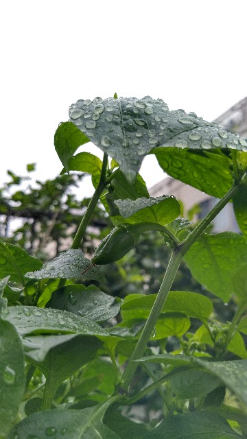 f:id:gokusenblog:20200717143300j:image