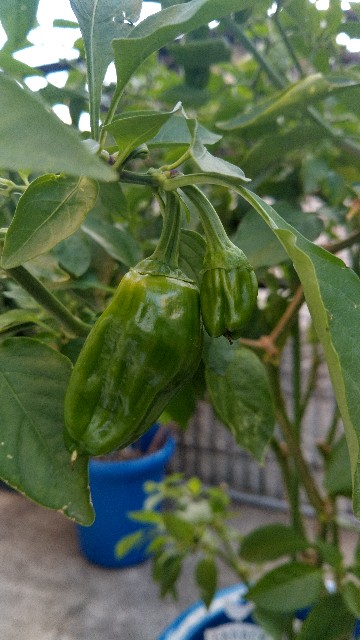f:id:gokusenblog:20201216195736j:image f:id:gokusenblog:20201216195736j:image