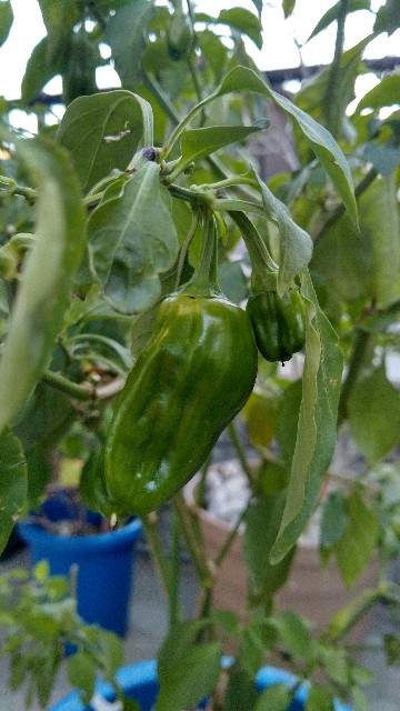 f:id:gokusenblog:20210108212359j:image f:id:gokusenblog:20210108212359j:image