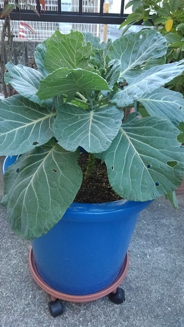 f:id:gokusenblog:20211130185702j:image f:id:gokusenblog:20211130185702j:image