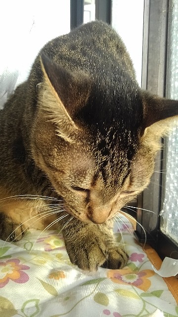 f:id:gokusenblog:20221125171935j:image