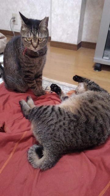 f:id:gokusenblog:20230127190117j:image f:id:gokusenblog:20230127190117j:image