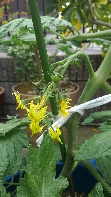 f:id:gokusenblog:20230513193259j:image f:id:gokusenblog:20230513193259j:image