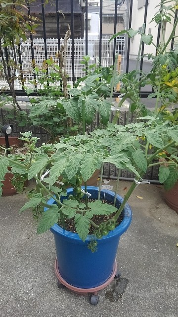 f:id:gokusenblog:20230606182721j:image